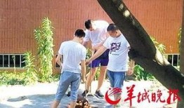 最新汕头爆料事件新闻,事件真相及影响深度解析